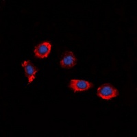 P2Y8 antibody