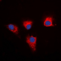 PEA15 antibody