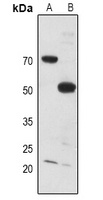 MYT1 Antibody