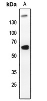 PLK1 Antibody