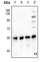 PPAR gamma Antibody