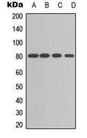 PKC alpha Antibody