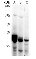 PKC mu Antibody