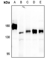 PTP alpha Antibody