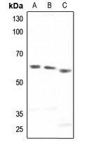 Paxillin Antibody