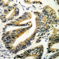 Paxillin Antibody