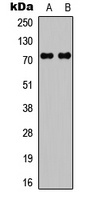 c-RAF Antibody