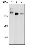 DNA Polymerase zeta Rabbit Polyclonal Antibody