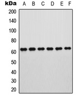 ROR alpha Antibody