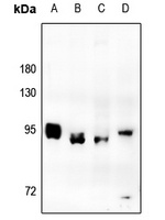 MSK1 Antibody
