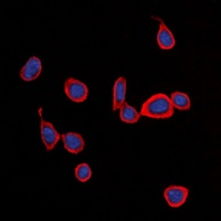 CD363 antibody