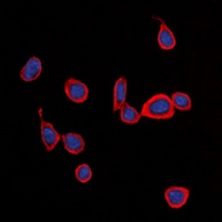 Anti-CD363 Antibody