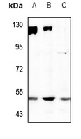 SNAT2 Antibody
