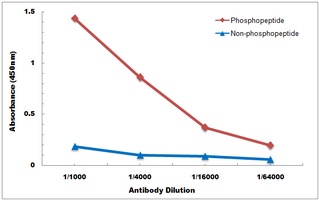 SMAD3 (Phospho-S213) antibody