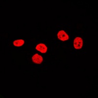 Anti-SOX9 Antibody