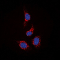 STAM2 antibody