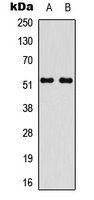 STEAP4 Antibody