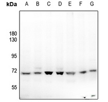 p67 Antibody