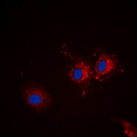 p67 antibody