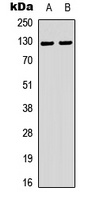 Telomerase (Phospho-S824) Antibody