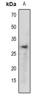 TCF6 Antibody