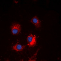 TCF6 antibody