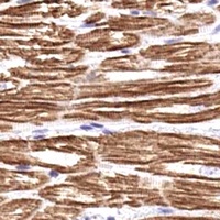 Anti-cTnI (Phospho-S43) Antibody