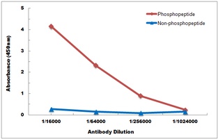 p53 (Phospho-S6) antibody