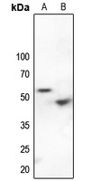 p53 (Phospho-S9) Antibody