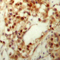 p53 (Phospho-S9) antibody