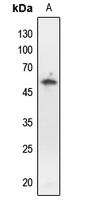 p53 (Phospho-T18) Antibody