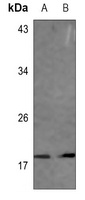 VAMP1/2/3 Antibody