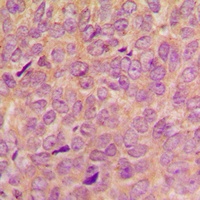 Anti-VAV2 (Phospho-Y142) Antibody