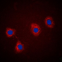Anti-VAV2 (Phospho-Y142) Antibody