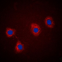 VAV2 (Phospho-Y142) antibody