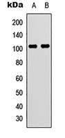 VAV3 Antibody