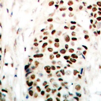 NIPA (Phospho-S354) antibody