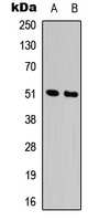 Alpha-1A Adrenergic Receptor Rabbit Polyclonal Antibody
