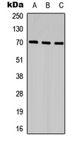 CCDC99 Antibody