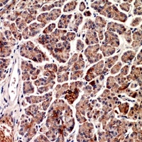 Anti-CD1d Antibody