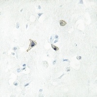 Anti-PB Cadherin Antibody