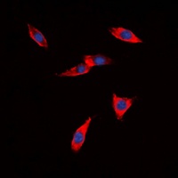 PB Cadherin antibody