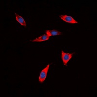 Anti-PB Cadherin Antibody