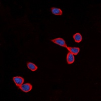 Cadherin 24 antibody