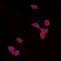 Anti-Cadherin 24 Antibody