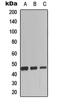 SCGF Rabbit Polyclonal Antibody