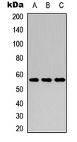 Cytochrome P450 2C8 Rabbit Polyclonal Antibody