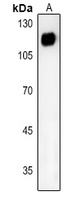 CD26 Antibody