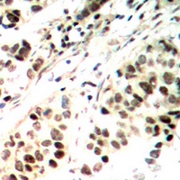 Anti-ELF1 Antibody