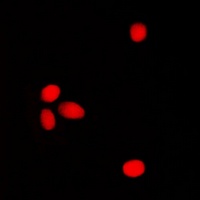 Anti-ELF1 Antibody